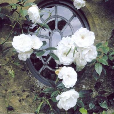 Semillas De Flores De Rosal Frescas Y Raras Para Plantar Blancas Paquete De 100 Semillas