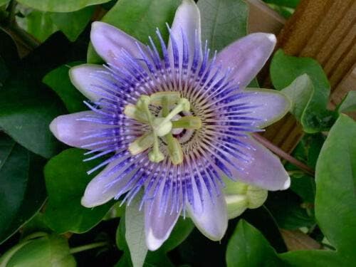 Miniatura 3 de Flor Passiflora Incarnata Jocad Púrpura GRANDILLA (10 Semillas)