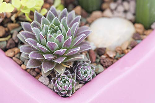 Mosser Lee ML1120 River Gravel Soil Cover, 5 lb. - Thumbnail 3