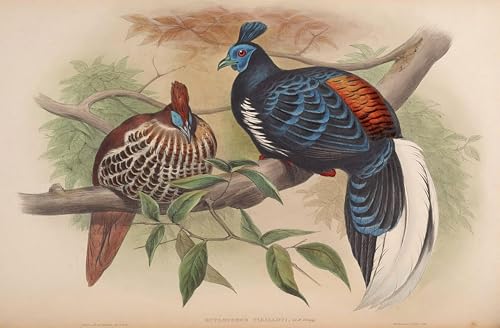 Affiches et gravures animal oiseau John Gould | Poster décoration salon toile 60x90