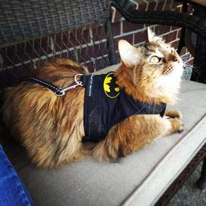 Mynwood Cat Jacket Stoff für Kätzchen oder ausgewachsene Katzen (Batman, Kitten) Cover