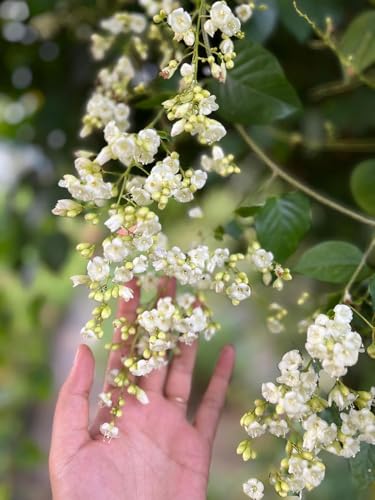Image of Manimulla Creeper Live Plant or Nagamulla /White Outdoor Flowering Plant /Flowering or Ornamental Live Plant /Beautiful White Creeper Plant | (Porana paniculata) (MANIMULLA FLOWER PLANT)