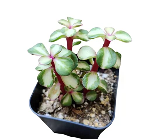 FOLIAGEMS Live Succulent Plants from USKC (2' Pot Portulacaria Variegata)