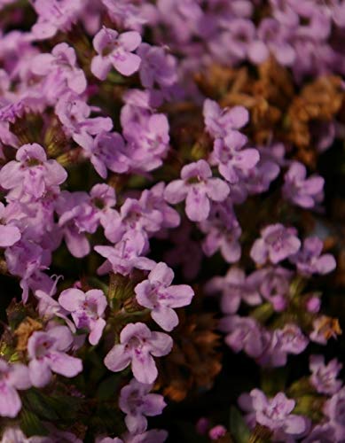 Thymus herba-barona - Kümmelthymian Verpackungseinheit 10