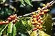 Coffea D6, die Kraft der Natur mit Energetik vereint, Coffea ist ein natürliches Mittel bei Nervenbeschwerden, Unruhe und Schmerzen!