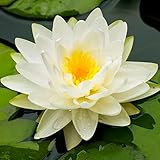pflanzen gartenteich gegen algen EINPFLANZEN - Pflanzen Sie den Wurzelstock der Seerose im Frühjahr fast horizontal in einen großen Teichkorb, der mit spezieller Seerosenerde gefüllt ist. Kleiden Sie den Korb zuvor mit etwas Jute aus. Pflanzen Sie die Seerose im Teich in der Tiefe von mindestens 40cm und an einem sonnigen Platz, damit sie reich blüht.