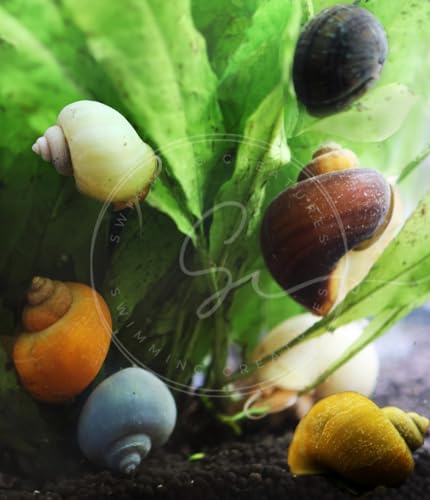 Image of Swimming Creatures Freshwater Aquarium Shrimp - A Perfect Combo to Brighten Your Aquarium! (20 Yellow + 1 Mystery Snail)