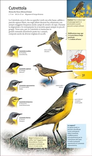 Che Uccello è Questo? - 8