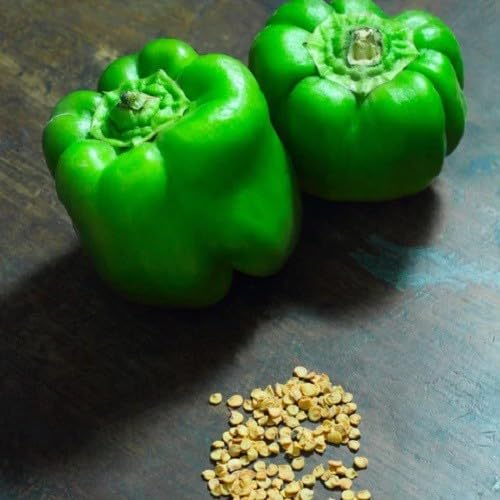 Willvine Green pepper Capsicum-GAV-9W-image-46