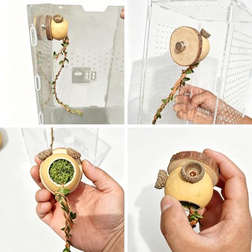 Decoración de Hábitat Arácnido para el Descanso de Arañas Saltarinas 6