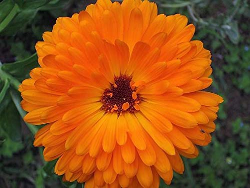Orange Pacific Beauty Calendula Seeds (Calendula officinalis) - 250+ Non-GMO Heirloom Flower Seeds for Planting, Perfect for Home Gardens, Gift Pack by Isla's Garden Seeds