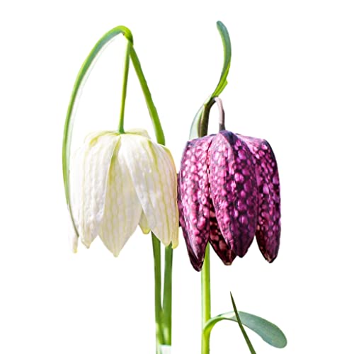 Easy to Grow Fritillaria 'Checkmate Mix' Plant Bulbs (50 Pack)
