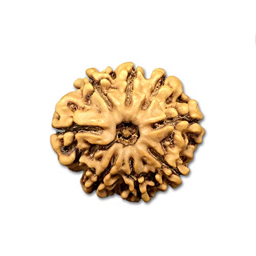 Rudraksha 8 Mukhi Népal petit format 20 mm graine naturelle méditation yoga - 2