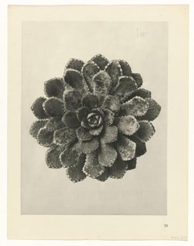 Affiche Artistique Botanical par Karl Blossfeldt Impression sur Toile pour Décoration Salon 60x90cm