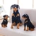 YMQKX 23-66CM Giant Rottweiler Dog Toy Peluche Black Dog Peluche Regalo Bambola per Bambini Pet Store Mascot 31cm