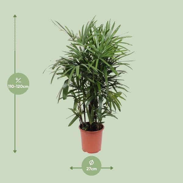 Rhapis excelsa palma kijowa – Lady Palm – Ø 27 cm – wysokość ok. 120 cm – łatwa w pielęgnacji palma pokojowa – oczyszczająca powietrze tropikalna roślina do wnętrz