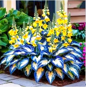 Perennial-Hosta Bulbs for Planting Now UK-LargeBrilliant Hosta Rhizome/Grow Well/Excellent Display/Potted/Rare-15bulbs-G