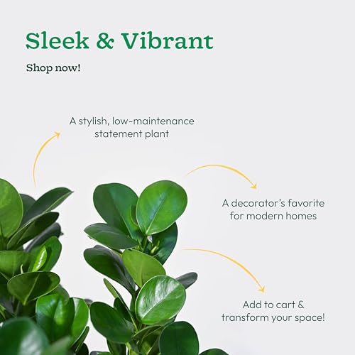 Image of UGAOO Ficus Moclame Plant - XL | Indoor Plant with Pot | Live Plants for Home & Living Room | Indoor Plants for Home Decor | Plants for Home