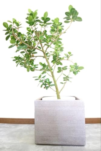 観葉植物 ガジュマル パンダガジュマル」の人気商品一覧 | 安い商品を