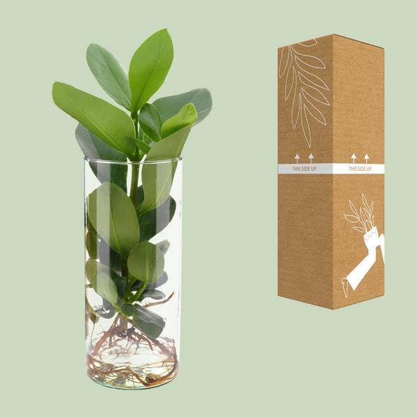 Clusia w szkle cylindrycznym – Ø 12 cm x 30 cm – roślina hydroponiczna w szkle – łatwa w pielęgnacji roślina dekoracyjna do salonu, biura i ogrodu zimowego – pomysł na prezent o nowoczesnym