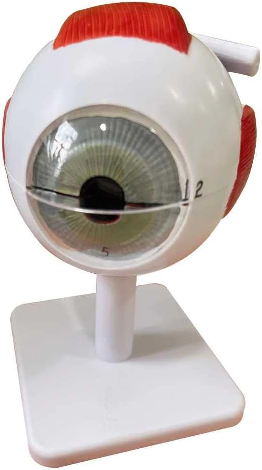 Teaching Model,Eyeball Model 3X Enlarged Eye Anatomy Model with 6 Detachable Parts and Digital Identification and Easy to Carry and Display Human Eyeball Model for Learning and Und
