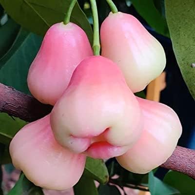 "Thai Pink Rare Water apple"java apple./Jamrul Fruit1 Healthy Plant for Home Garden Tree (Air Layering/Grafted) Plant Height 1.5 feet to 2 feet (Fruit After 1 Year)