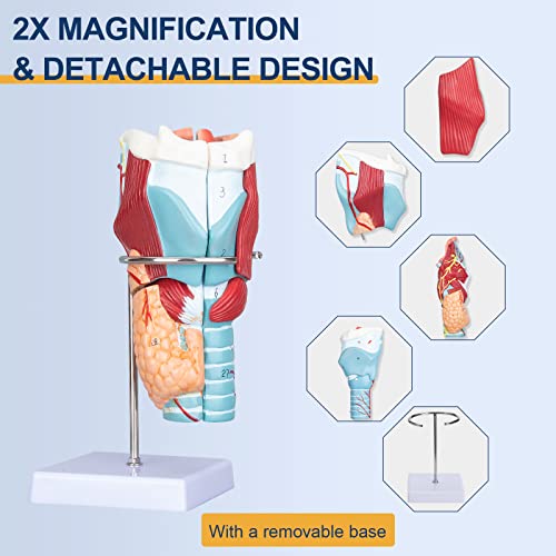 Image of Healthible Human Larynx Model - 2X Anatomically Detachable Throat Model for Hospital Classroom