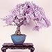 Brand New! Lilac mini bonsai wisteria tree seeds Indoor ornamental plants - 10 particles