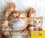 JOSERA Paté Kitten (16 x 85 g) | getreidefreies Katzenfutter mit Huhn, Karotte und Lachsöl | Super Premium Nassfutter für wachsende Katzen | 16er Pack