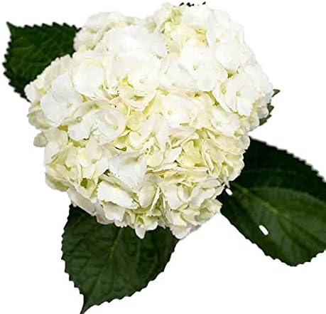 40 Stems | Natural White Hydrangeas | Fresh Cut | Farm Direct | Premium Hydrangeas At Wholesale Price | Beautiful Hydrangeas For Amazing Decorations | Blossom Plus