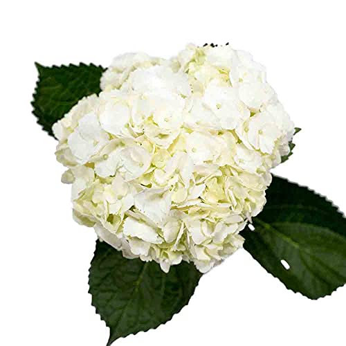 40 Stems | Natural White Hydrangeas | Fresh Cut | Farm Direct | Premium Hydrangeas At Wholesale Price | Beautiful Hydrangeas For Amazing Decorations | Blossom Plus #TOP7