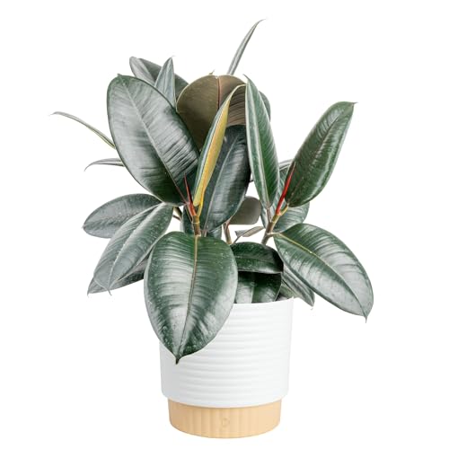 Costa Farms Burgundy Rubber Live Plant in Decorative Pot, Air Purifying Large Indoor Houseplant...
