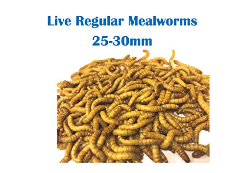 The Mealworm Company LIVEFOODS DIRECT 4kg Live Regular Mealworms 25-30mm