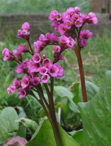 OREILLES D'ÉLÉPHANT - 80 graines - Bergenia Cordifolia - Fleur vivace rose