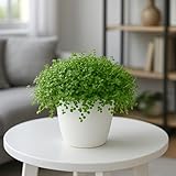 Baby Tears Plant in 2-Inch Pot – Lush, Delicate Groundcover for Indoors or Terrariums