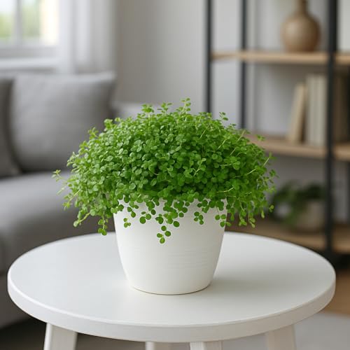 Baby Tears Plant in 2-Inch Pot