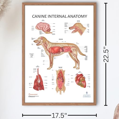 Image of Anatomy Lab Canine Internal Anatomy Poster, LAMINATED, Veterinary Anatomy and Physiology, 17.3 x 22.5 Inches, Dog Internal Organ Diagram, Animal Anatomical Chart for Education Learning and Students