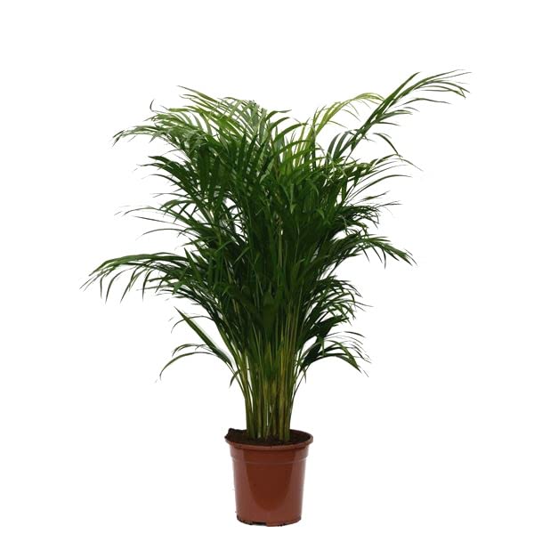 DECOALIVE Palmera Areca Grande 90cm Ideal para Decorar la Casa Planta Natural