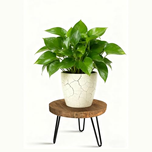 Plant Stand Indoor Outdoor Wooden plant Stool Mid Century Plant Stand for Indoor Plants Wood Modern Plant Holder Rattan Flower Low Short Boho Rustic Planter Stand Fit 5-15 Inch Pot