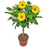 Braided Yoder Yellow Hibiscus Tree - Yellow Hibiscus Flowers - Overall Size 36' to 42' - Live Plant - Tropical Plants of Florida (Plant)