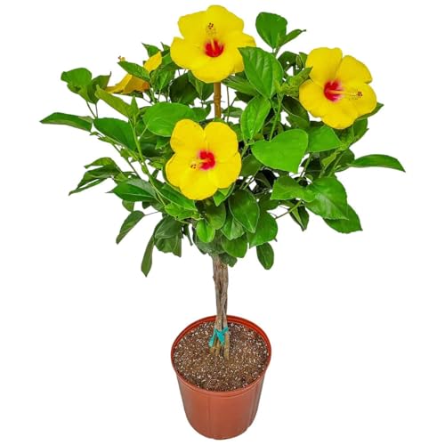 Braided Yoder Yellow Hibiscus Tree - Yellow Hibiscus Flowers -