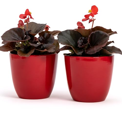 Juego de 2 macetas de terracota | Medidas D.10 cm H.9 cm | Ideal para plantas, flores y bonsáis. Par de macetas de interior y exterior | Macetas elegantes para casa, jardín, balcón o terraza (rojos)