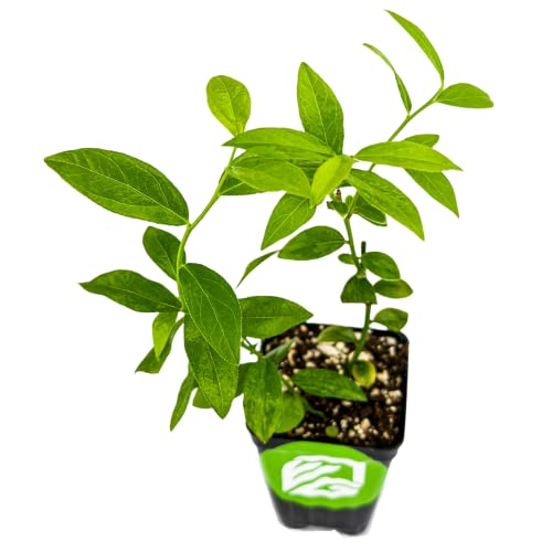 Pink Lemonade Blueberry (Rabbiteye) Vaccinium - Wellspring Gardens Starter Plant - Blueberry Bush for Planting, Dwarf Tree for Gardens and Containers, Bare Root Starter for Indoor/Outdoor Grower