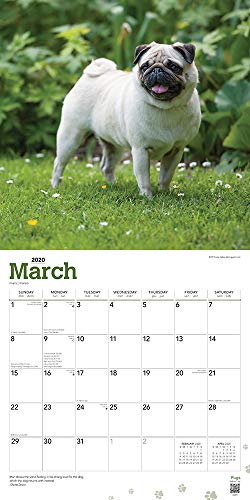 Pugs 2020 Calendar – vue 3