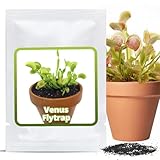 Magic of Nature Graines de Vénus Attrape-mouche (env. 20 pcs) - Dionaea muscipula - Plante Carnivore pour Intérieur & Rebord de Fenêtre - Plante Exotique
