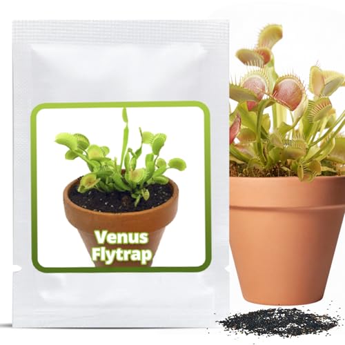Magic of Nature Venusfliegenfalle Samen (ca. 20 Stk.) - Dionaea muscipula Saatgut - Fleischfressende Pflanze für Zimmer & Fensterbank - Exotische Zimmerpflanze