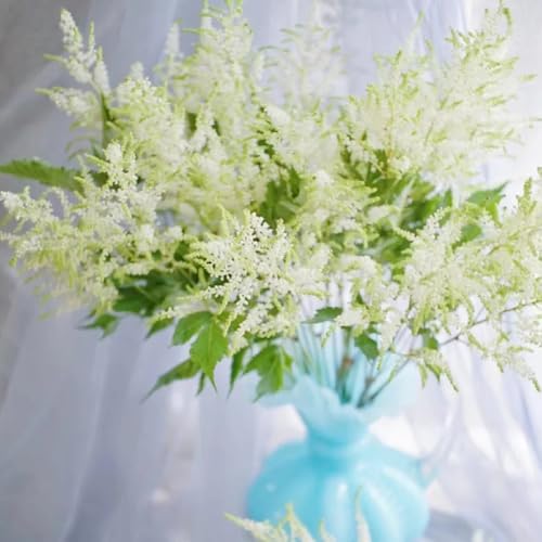 Astilbe, PrachtspiereSamen, seltene alte sorten Astilbe...