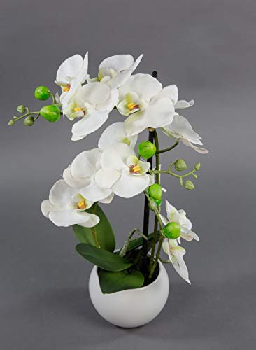 Seidenblumen Roß Orchidee Real Touch 50x20cm weiß in weißer Keramikvase GA Kunstblumen Kunstpflanzen künstliche Phalaenopsis Blumen Pflanzen