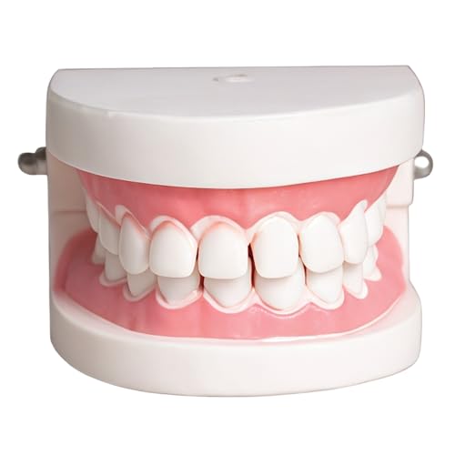 Image of 1 Pack Interdental Space Model,Dental Training,Teaching,Practice,Teeth Model for Education Ideal for Demonstrations and Learning Dental Structures for Patients Professionals