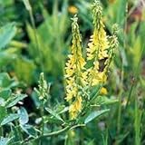 Outsidepride Yellow Sweet Clover Seed - 20 lbs Biennial, Drought-Tolerant, Frost-Resistant, Nitrocoated, Inoculated Yellow Clover Seeds Cover Crop for Forage, Honey Production, & Pollinators